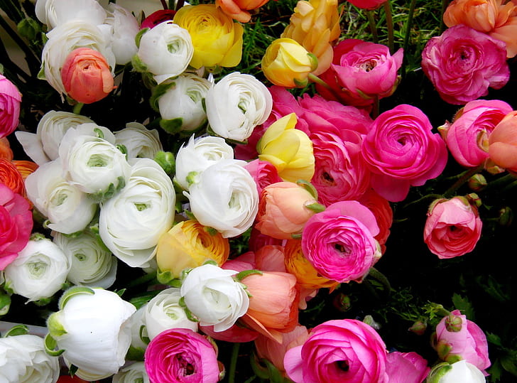 white, flowers, yellow, pink, Ranunculus, Asian, Buttercup, HD wallpaper