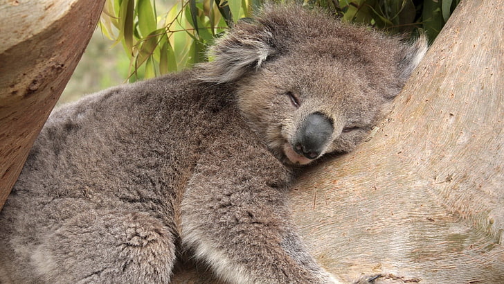 gray koala bear, sleeping, lying down, face, marsupial, animal