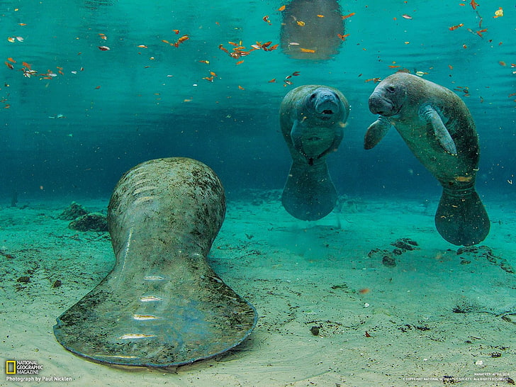 HD wallpaper: Manatees Florida-National Geographic wallpaper, gray seal,  animal wildlife | Wallpaper Flare