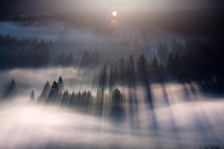 foggy forest, mist, nature, landscape, lens flare, sunlight, trees, HD wallpaper