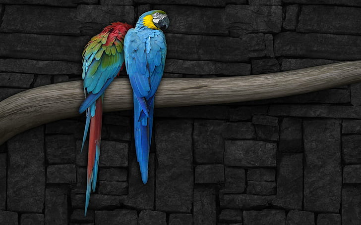 Parrots Couple, birds, animals, love, macaw, colors, HD wallpaper