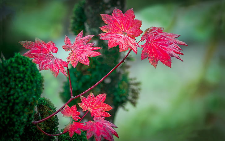 Red leaves, autumn, blur background, HD wallpaper
