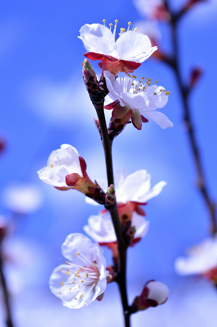 flowers, nature, blue, spring, blurred, HD wallpaper