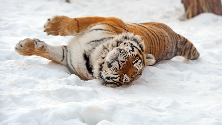 big cat, carnivore, tiger, wild, wild animal, predator, snow, HD wallpaper