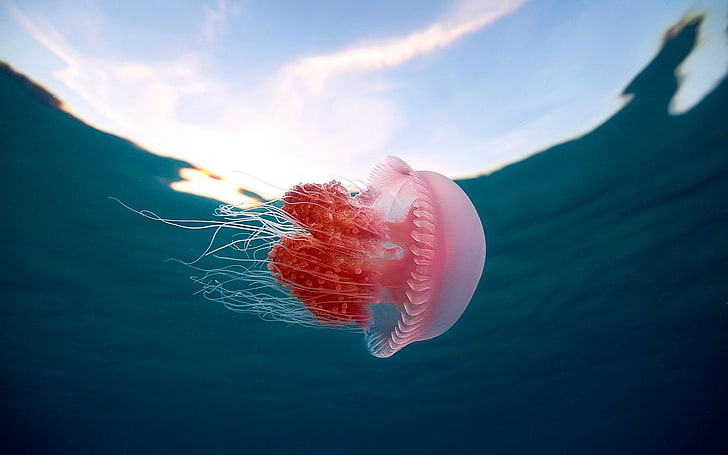 red and white jellyfish, underwater, animals, sea, nature, no people
