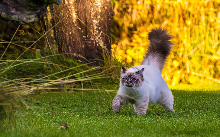 Fluffy tail cat walking on grass, HD wallpaper