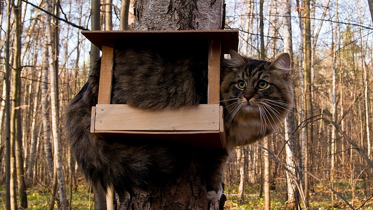 gray and brown cat, birdhouse, furry, funny, situation, domestic Cat
