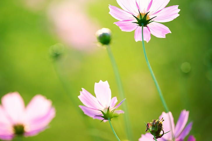 shallow focus photography of purple flower, Dreamy, Cosmos, Canon  EOS