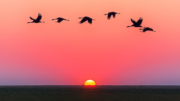 Image result for birds and sunset