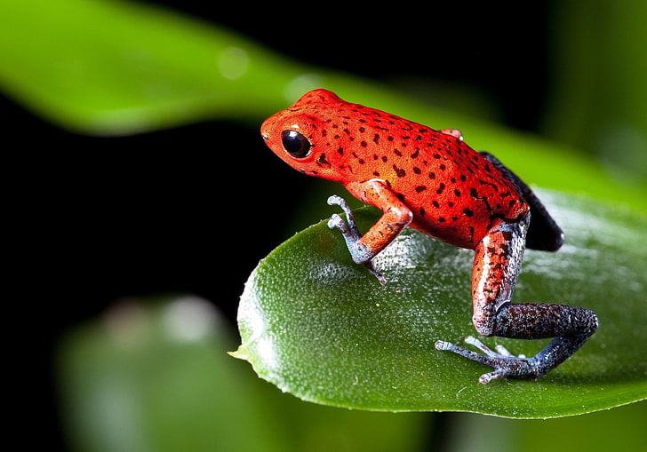 40 Poison dart frog HD Wallpapers and Backgrounds