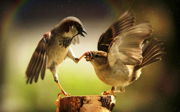 two brown-and-white birds, animals, sparrow, rainbows, humor, HD wallpaper