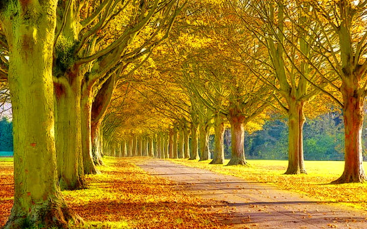 Scenery Heaven Leaves Tress Nature Forests Ultra 2560×1600 Hd Wallpaper 1808791