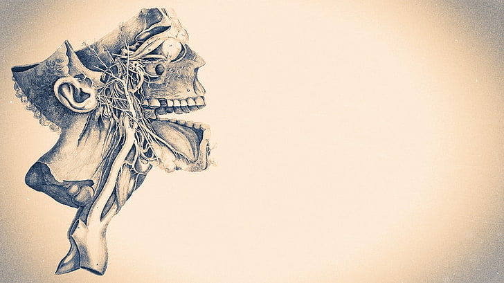 man's face drawing, artwork, skull, medicine, minimalism, copy space