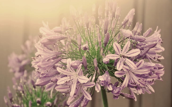 Purple flowers, inflorescence, water droplets, fog