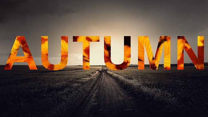 Autumn logo, fall, seasons, text, orange color, road, no people