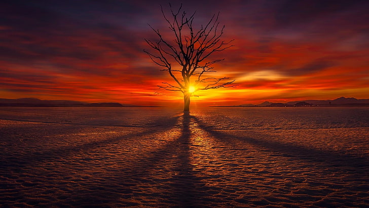 sky, afterglow, horizon, sunset, lone tree, red sky, atmosphere, HD wallpaper