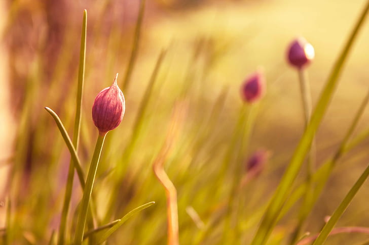 pink Rain-Lily flower bud, brush strokes, golden hour, grass