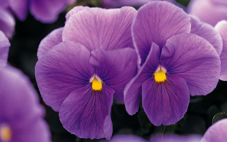 flowers, nature, purple flowers, pansies