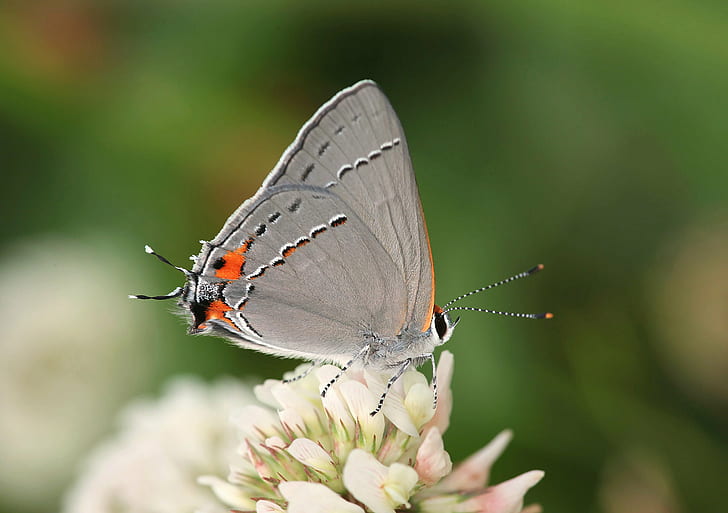 selective photography of grey and orange butterfly on white petaled flower during daytime, gray hairstreak, gray hairstreak