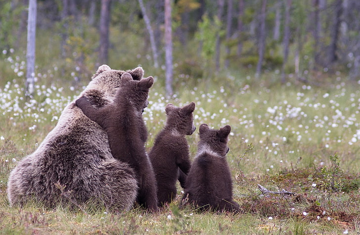 animals, bears, baby animals, nature, forest, group of animals, HD wallpaper