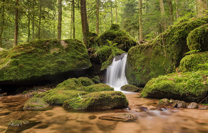 stream 4k high definition wallpaper, tree, plant, forest, beauty in nature