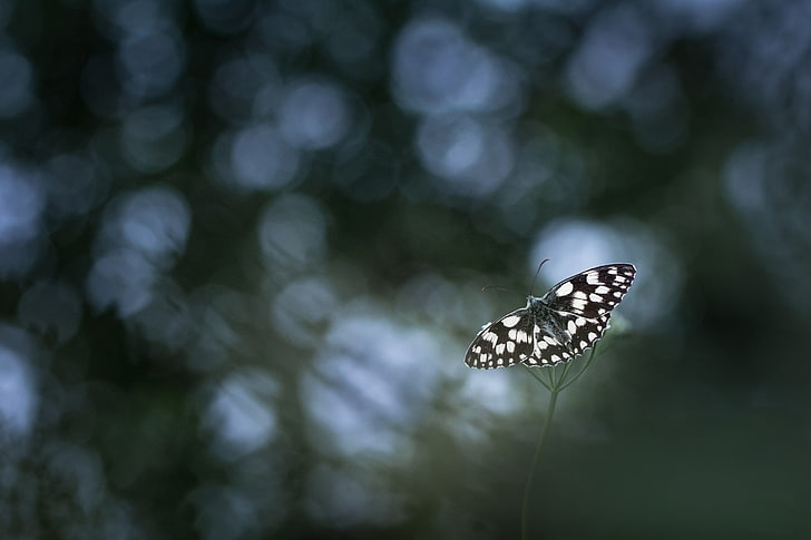 white and black butterfly, photography, nature, macro, bokeh, HD wallpaper