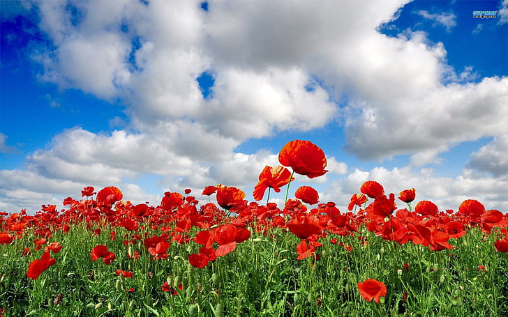 ~the Enchanted Poppy Fields~, spring, nature, poppies, flowers, HD wallpaper