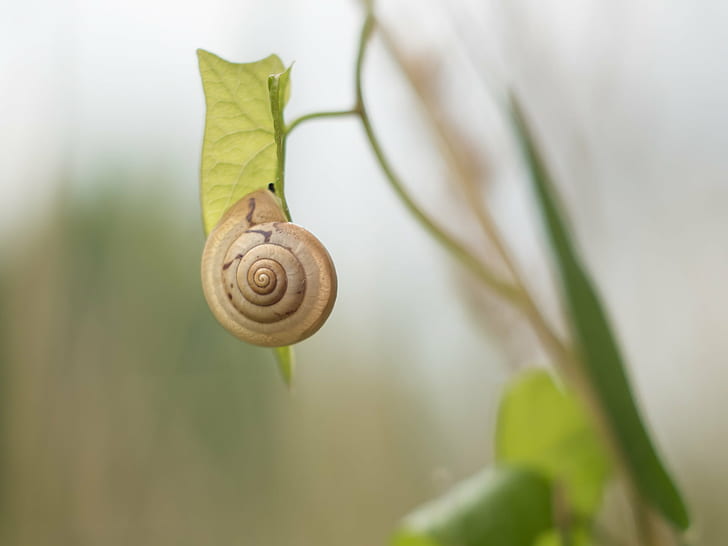 close up photo of snail on leaf during daytime, snail, little, HD wallpaper