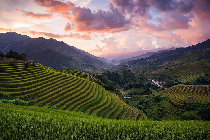 hills, field, Asia, Vietnam, rice, Mu Cang Chai District