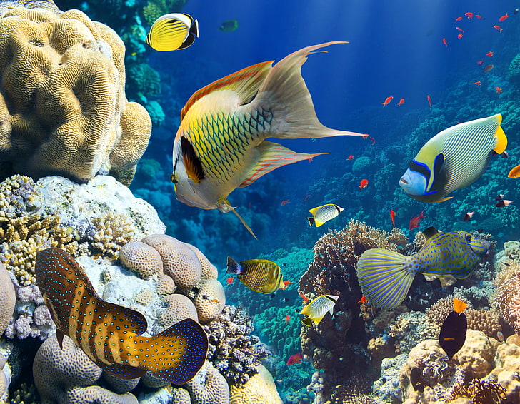 animals, fish, coral, underwater, animal wildlife, animal themes, HD wallpaper