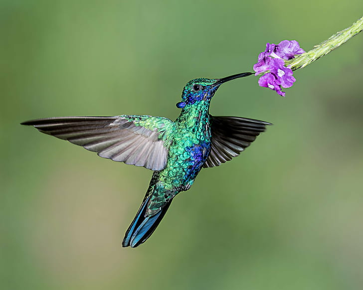 macro photography of blue and green hummingbird perched on purple flower