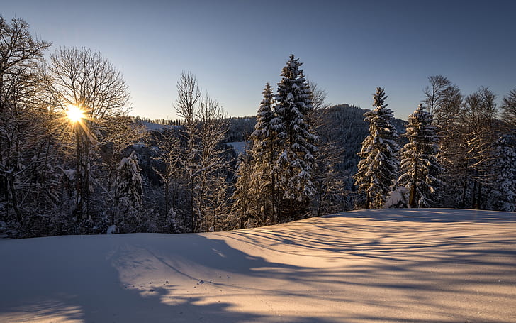 Switzerland, Hulftegg, nature winter landscape, morning, sun, forest, snow
