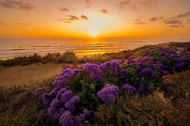 Beach, Pacific Ocean, sunset, sky, plant, land, cloud - sky, HD wallpaper