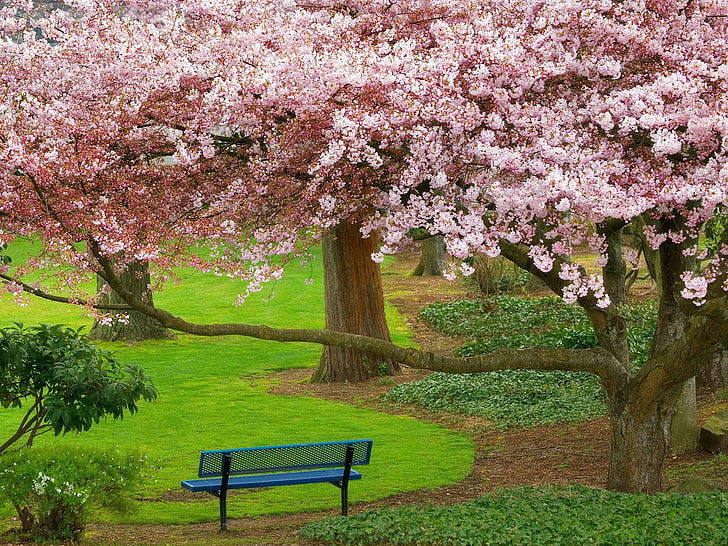 blue and black metal bench, cherry, garden, spring, flowering, HD wallpaper
