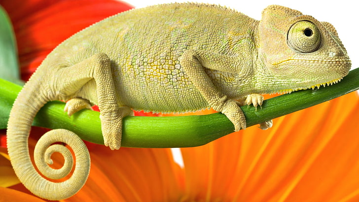 green chameleon, reptile, branch, animal, nature, green Color, HD wallpaper