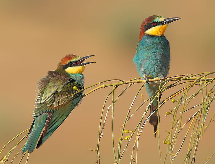 blue and brown bird on branch, merops apiaster, european bee-eater, merops apiaster, european bee-eater, HD wallpaper