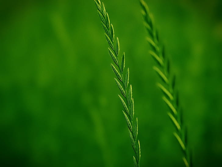 shallow focus photography of green grass, grass, nature, growth, HD wallpaper