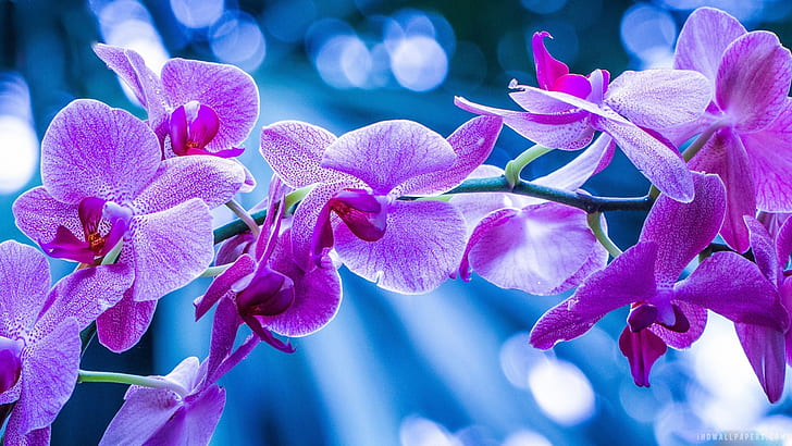 Purple Orchid Flowers Picture Hd Wallpapers 2560×1440, HD wallpaper