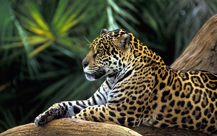 jaguars, animals, feline, mammals, wildlife, big cats, HD wallpaper