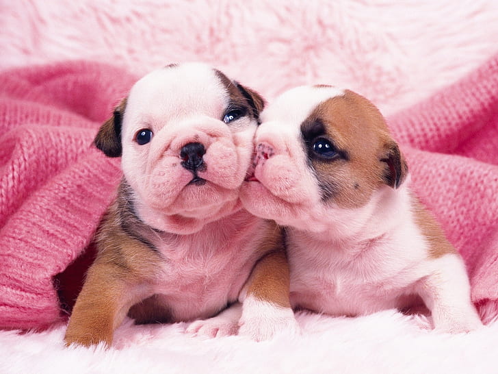 Pink Pug Puppies Kiss, animals, HD wallpaper