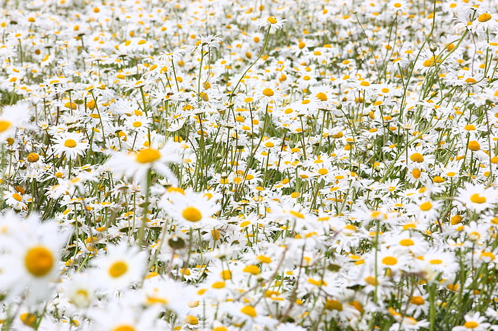 white-and-yellow daisy flowers, daisies, field, many, summer