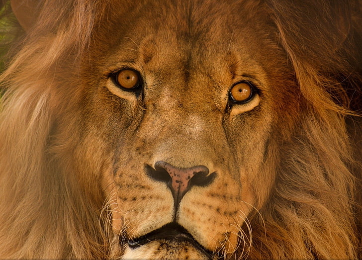 lion, big cats, portrait, animals, nature, animal themes, mammal, HD wallpaper