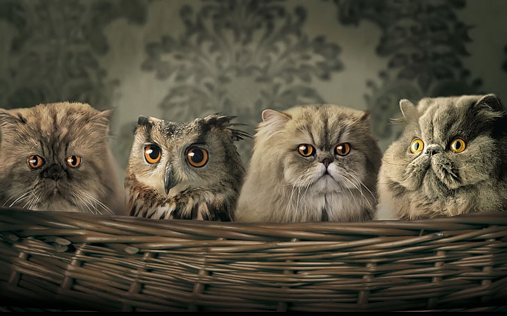 three gray cats and one owl, animals, baskets, hiding, camouflage, HD wallpaper