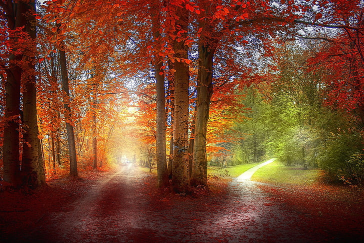 red leafed trees, untitled, grass, path, green, orange, nature, HD wallpaper