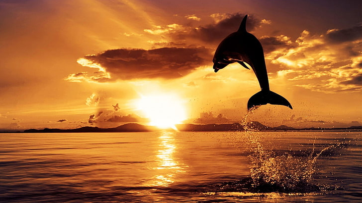 animals, sunset, sunrise, silhouette, sky, beach, water, sea, HD wallpaper