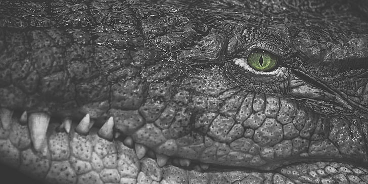 grayscale photography of crocodile, reptiles, crocodiles, selective coloring