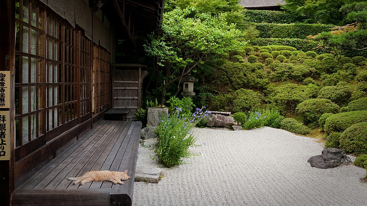 brown tabby cat, Japan, plant, architecture, built structure