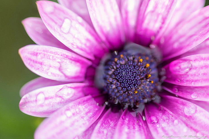 focus shot of purple Osteospermum flower, nature, plant, close-up, HD wallpaper