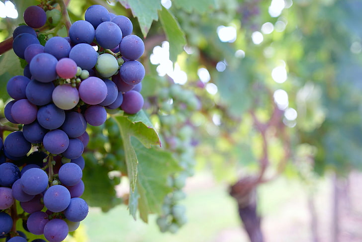food, fruit, grapes, grapevine, leaves, macro, vineyard, growth, HD wallpaper