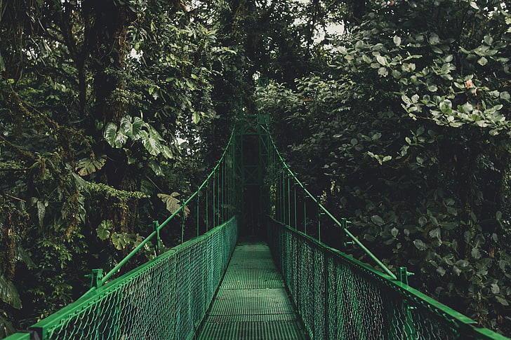 hanging bridge, trees, foliage, nature, suspension Bridge, forest, HD wallpaper